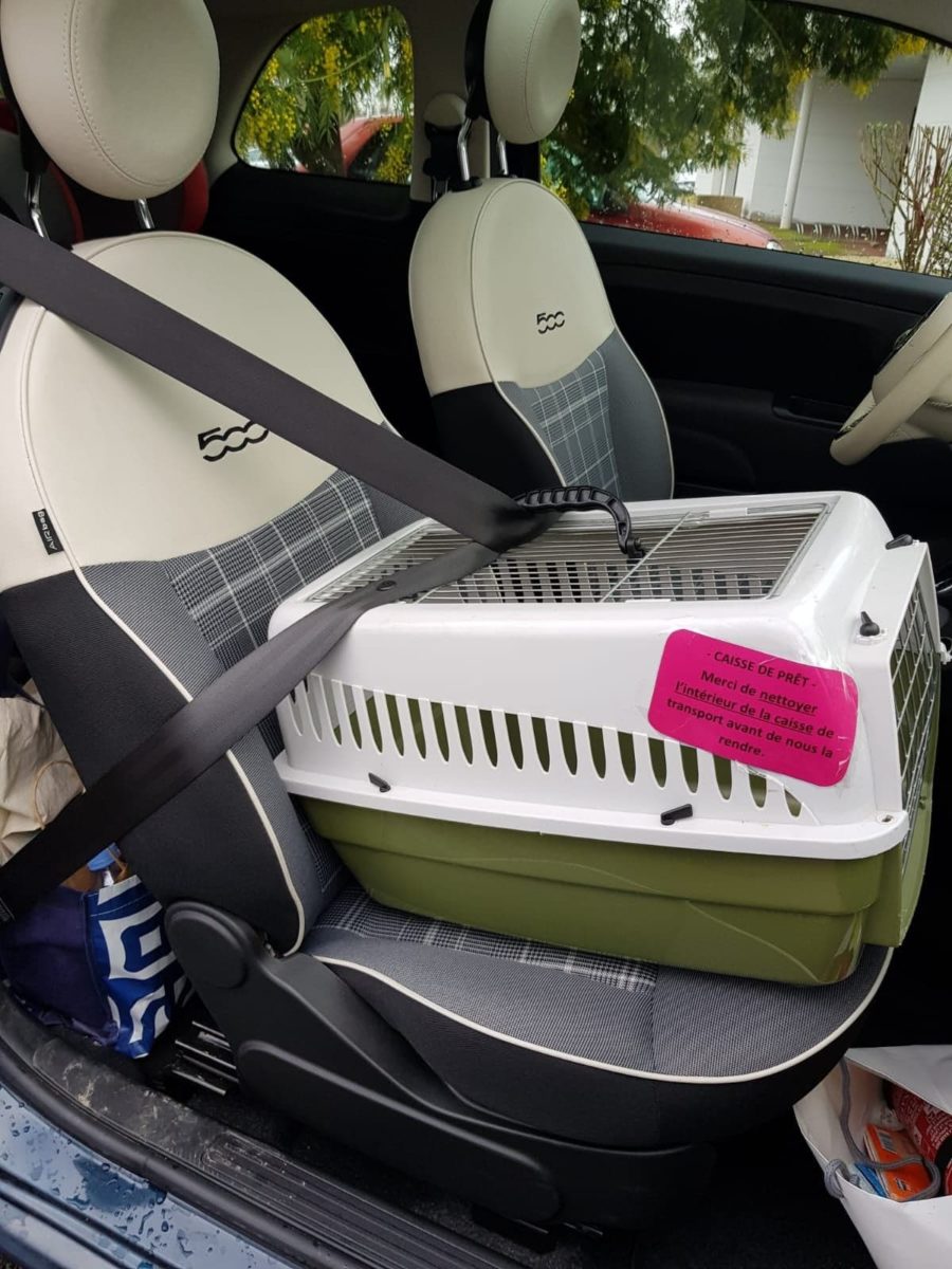 Comment transporter mon chat ?- Clinique Vétérinaire des Acacias