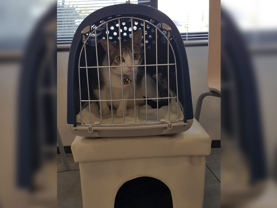 Cage Vétérinaire pour chiens et chats