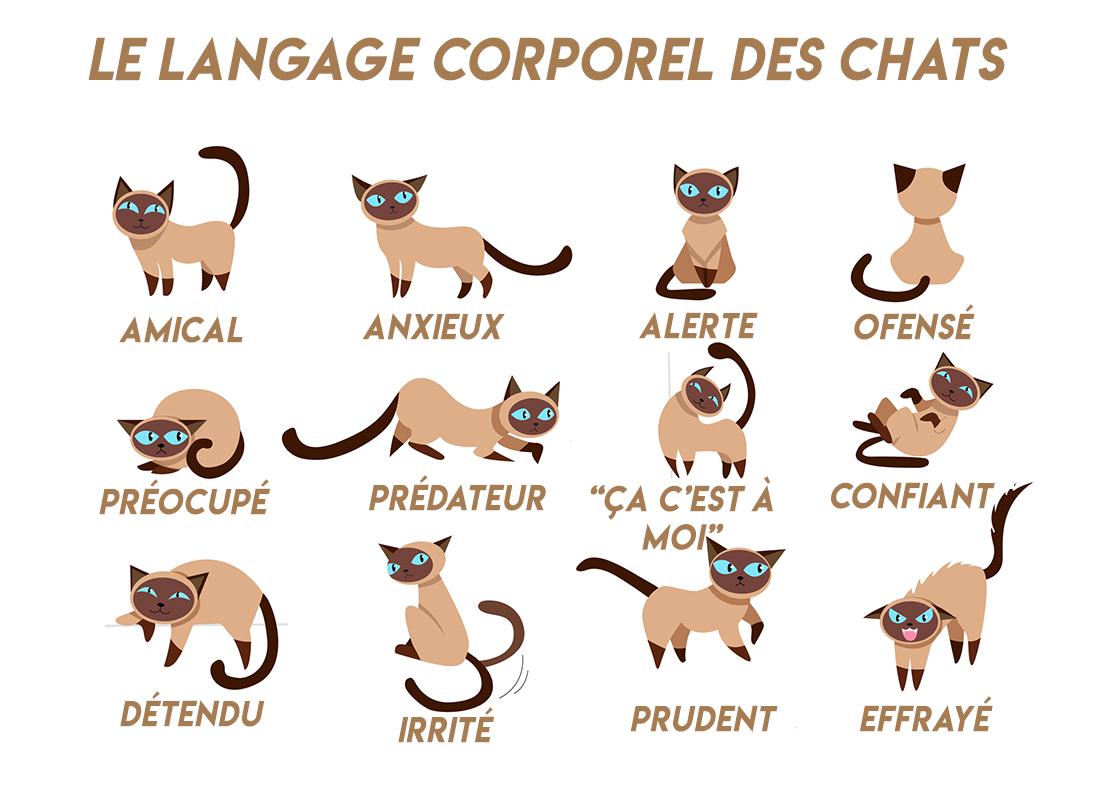Comprendre les chats : leur langage corporel