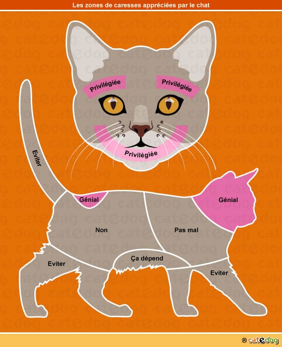 Comprendre les chats : les zones de caresses appréciées par le chat