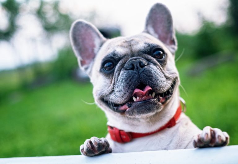 Mon chien pète que faire ? Clinique Vétérinaire des Acacias