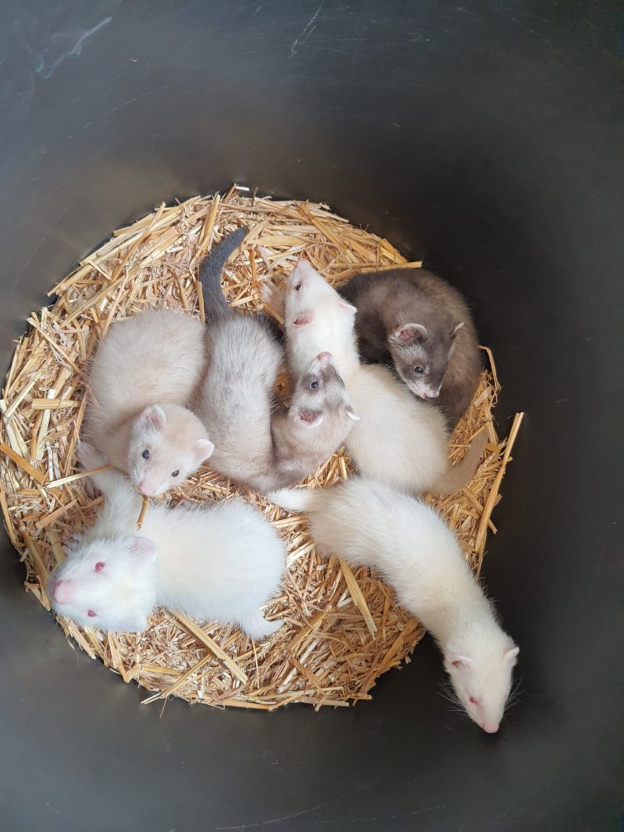 Adopter un furet Clinique Vétérinaire des Acacias