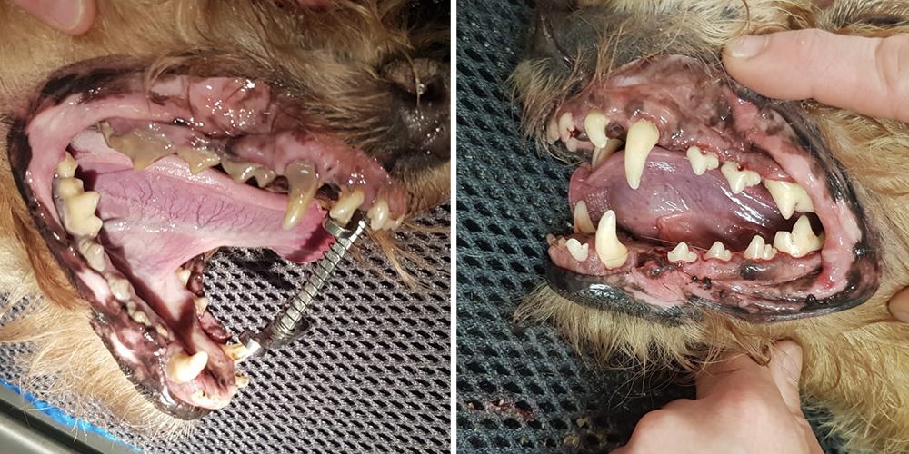 Soins bucco-dentaires chien : le détartrage