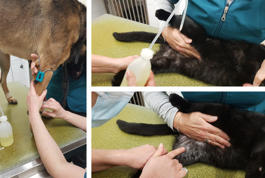 La prise de sang de mon animal | Clinique vétérinaire des Acacias