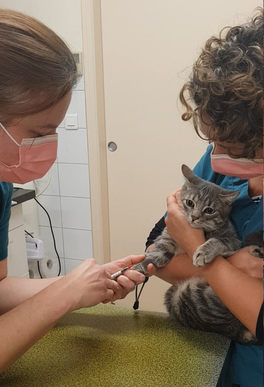 La Prise De Sang De Mon Animal Clinique V t rinaire Des Acacias