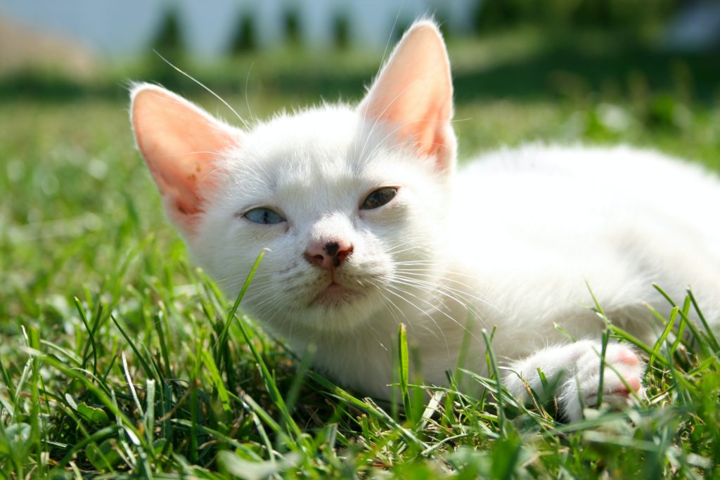 Exposition soleil dangereuse pour chat blanc