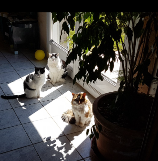 L'exposition au soleil est dangereuse pour le chat blanc