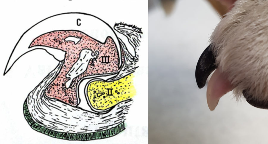 Comment couper les griffes de son animal ? La réponse en images