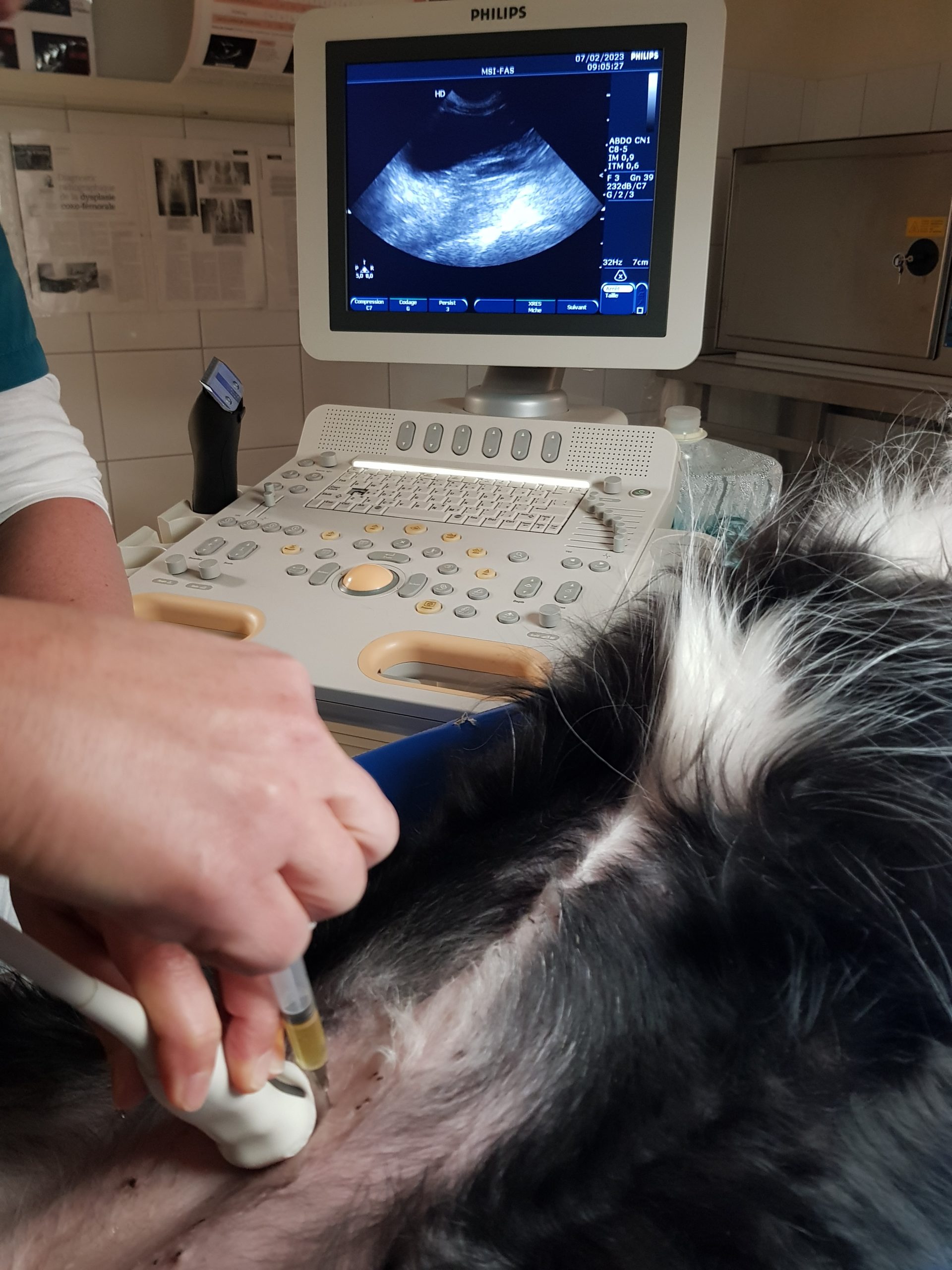 L'arthrose chez le chien et le chat – Nouveau traitement (article et vidéo)  » Clinique Vétérinaire du Cours à NANTES