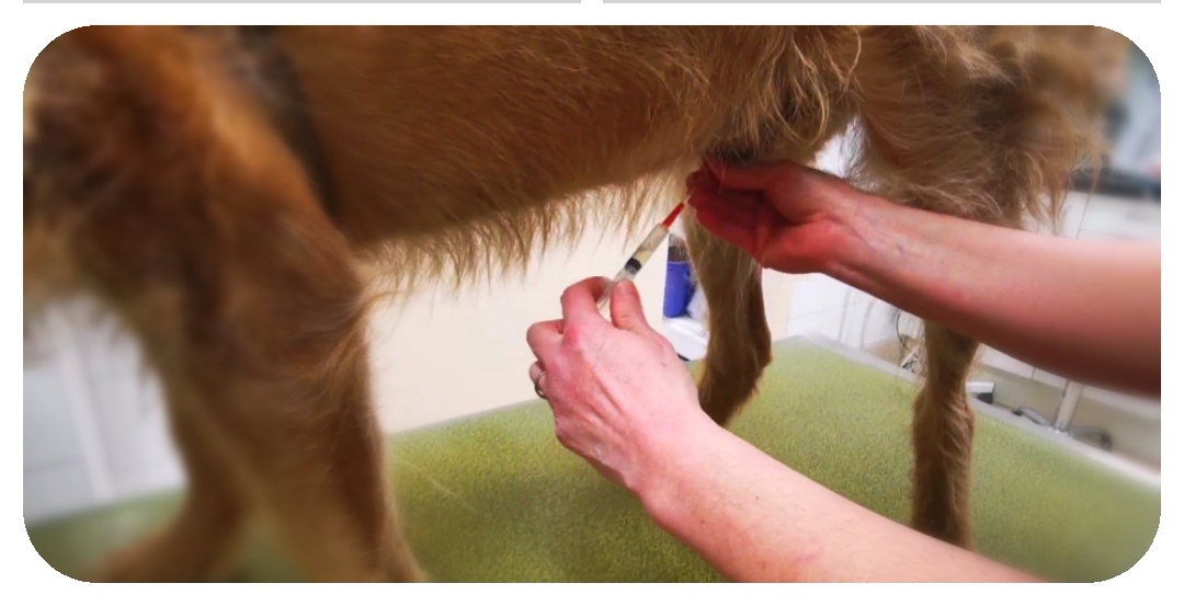 Conseil Vétérinaire - Blog - Test produit : prendre soin des
