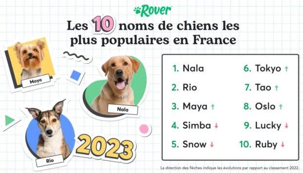 lete-2024-cest-lete-des-jeux-olympiques-en-france-mots-croisés-quizz-rebus