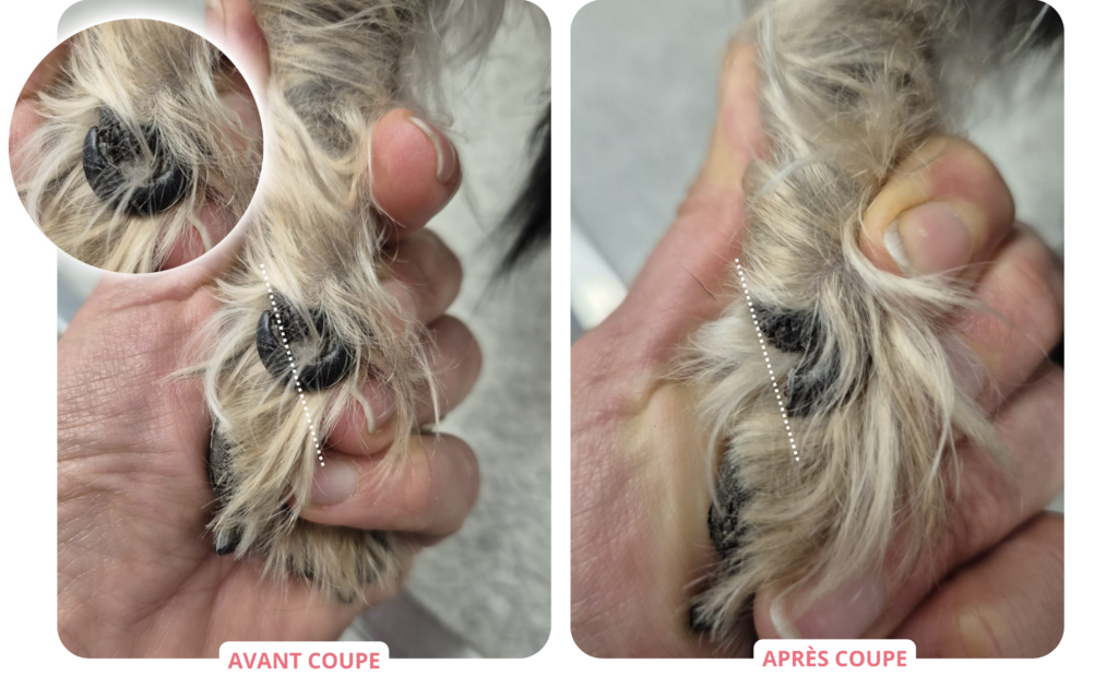 Prendre soin des griffes de votre animal