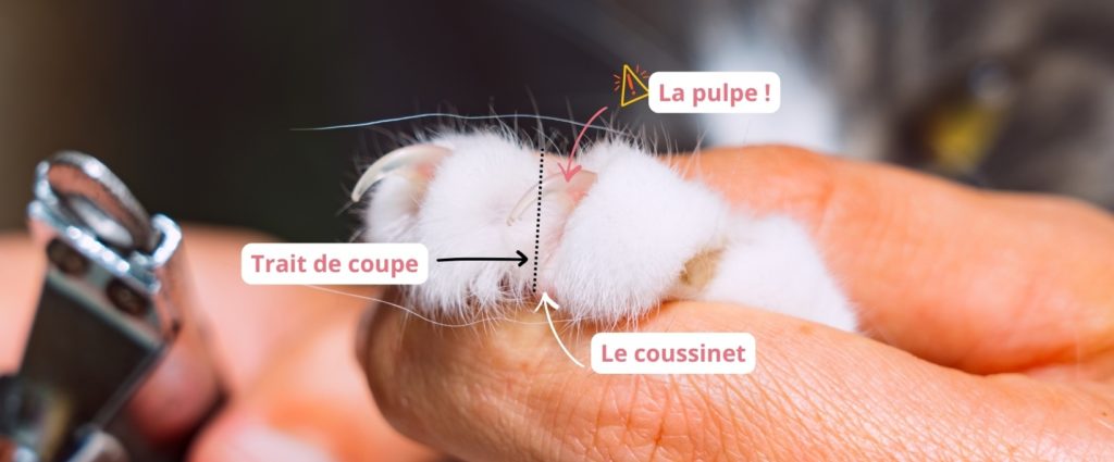 Prendre soin des griffes de votre animal