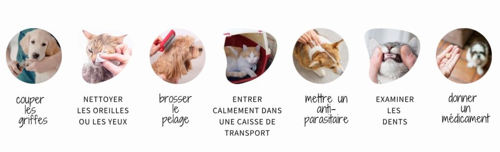 soins-moment-serein-animal-medical-training
